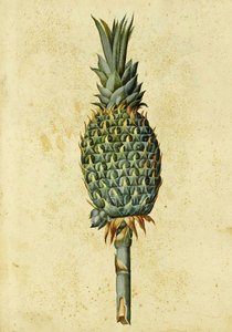 Ananas di Ulisse Aldrovandi da Italian School