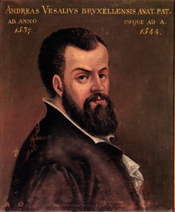 Ritratto di Andrea Vesalio (Andreas Vesalius) (1514-1564), anatomista e medico di Carlo V dipinto anonimo della scuola italiana. XVI secolo Padova, Università da Italian School