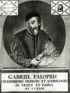 Ritratto di Gabriel Fallopius da Italian School