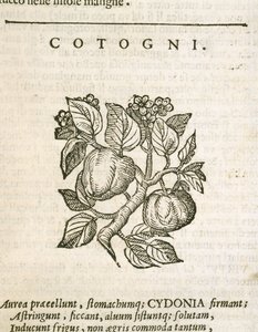 Cotogno (Cydonia oblonga), incisione di Castore Durante da Italian School