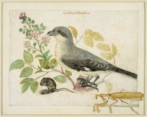 Averla e una mantide religiosa (per il Museo della Carta di Cassiano dal Pozzo)