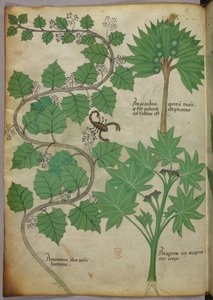 Illustrazione botanica, c.1440