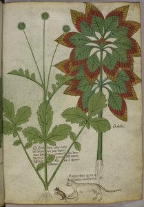 Piante, da Erbario, c.1440 da Italian School