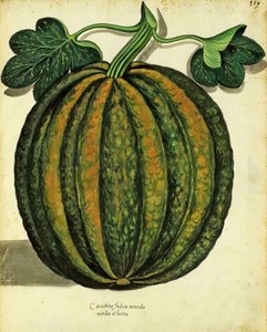 Zucca di Ulisse Aldrovandi, pubblicata in Piante Fiori Frutti da Italian School