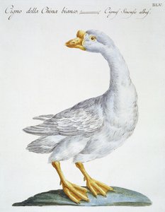 Cigno da Italian School