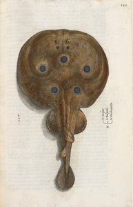 Pesce Torpedine, illustrazione da 