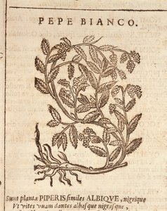 Pepe bianco dalla pianta del pepe nero (Piper nigrum), incisione di Castore Durante