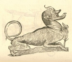 illustrazione di Canis monstroso capite dalla Storia dei Mostri di Aldrovandi, 1642