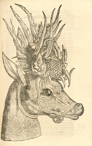 illustrazione di Capreolus Polyceros dalla Storia dei Mostri di Aldrovandi, 1642 da Italian School