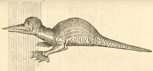 illustrazione di Draco marinus monophthalmos bipes dalla Storia dei Mostri di Aldrovandi, 1642 da Italian School