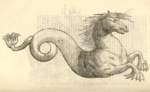 illustrazione di Equus marinus monstrosus dalla Storia dei Mostri di Aldrovandi, 1642 da Italian School