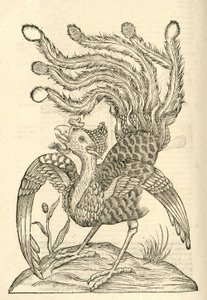 illustrazione di Gallus Indicus auritus tridactylus dalla Storia dei Mostri di Aldrovandi, 1642 da Italian School