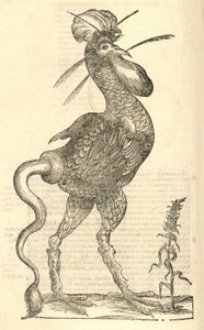 illustrazione di Gallus monstrosus dalla Storia dei Mostri di Aldrovandi, 1642 da Italian School
