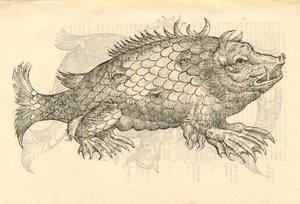 illustrazione di Monstrosus Sur marinus dalla Storia dei Mostri di Aldrovandi, 1642 da Italian School