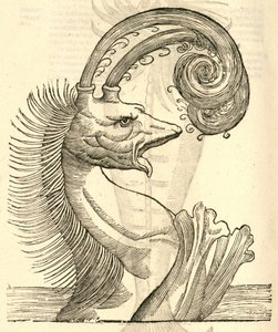 illustrazione di Pseudophyseter dalla Storia dei Mostri di Aldrovandi, 1642 da Italian School