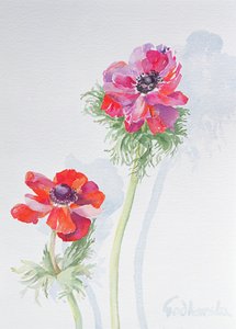 Anemone da Izabella Godlewska de Aranda