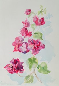 No.2 Bougainvillea rossa