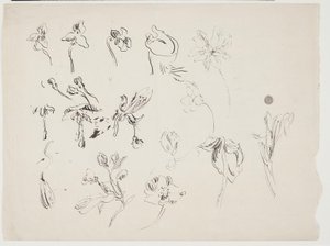 Schizzi di fiori da J.A. Jerichau
