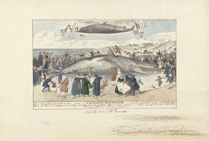 Capodoglio arenato a Egmond aan Zee, 1764