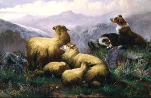 Cani da pastore e pecore nelle Highlands scozzesi da J.W. Morris