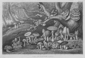 Funghi