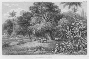 Piante Ornamentali ecc.