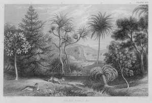 Palme, Pini ecc. da J. (after) Stewart