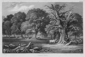 Alberi da Legname