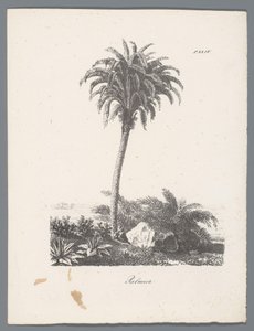 Palma da J. Bernard