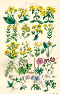 Pagina di illustrazioni a colori da British Wild Flowers dopo un