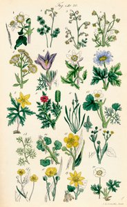 Pagina di illustrazioni a colori da British Wild Flowers dopo un