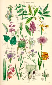 Pagina di illustrazioni a colori da British Wild Flowers dopo un