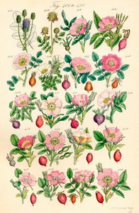 Pagina di illustrazioni a colori da British Wild Flowers da J. E. and Johnson C. P.  Sowerby