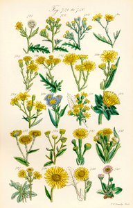 Pagina di illustrazioni a colori da British Wild Flowers da J. E. and Johnson C. P.  Sowerby