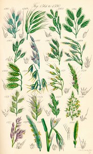 Pagina di illustrazioni a colori da British Wild Flowers dopo un