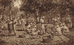 Rompere i baccelli di cacao a Trinidad da J. Macfarlane
