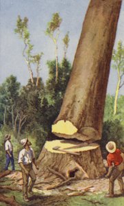 Abbattimento di un pino kauri da J. Macfarlane
