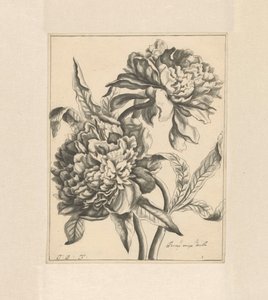 Due rami con una peonia da J. Porteret