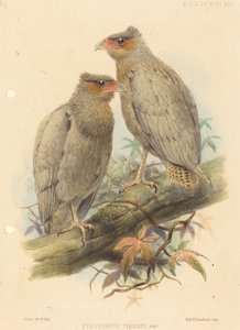 Polyborus Tharus, Var. da J. Smit