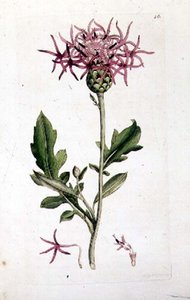 Fiordaliso maggiore, da un volume di 