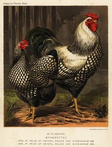 Polli Wyandotte americani