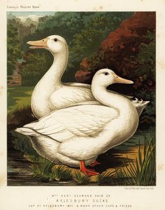 Anatre di Aylesbury da J. W. (after) Ludlow