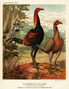 Uccelli da combattimento rosso petto nero