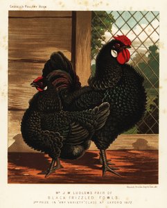 Gallina e gallo neri arricciati