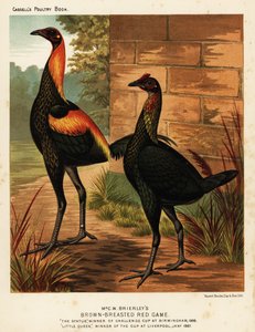 Uccelli da gioco rosso petto marrone