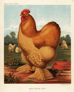 Gallo Cochin fulvo da J. W. (after) Ludlow