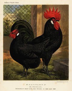 Polli Minorca, gallo e gallina, Gallus gallus domesticus