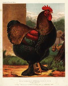 Gallo cochin pernice