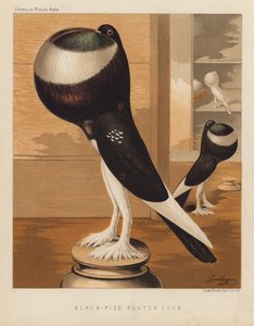 Piccioni: Galletto Nero-Pied Pouter da J. W. (after) Ludlow