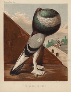 Piccioni: Blue Pouter Cock da J. W. (after) Ludlow